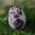 Tulipa 'Innerwheel'