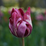 Tulipa 'Lady Catherine Gordon'