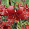 Lilium 'Red Flavour'