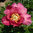 Paeonia 'Old Rose Dandy'