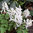 Corydalis solida 'White Swallow'