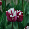Tulipa 'Striped Sail'