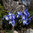 Chionodoxa 'Blue Giant'