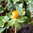 Eranthis hyemalis 'Orange Glow'