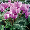 Cyclamen hed. 'Ivy Ice Purple'