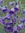 Campanula trachelium 'Bernice'