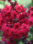 Primula japonica 'Millers Crimson'