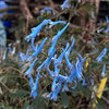 Corydalis curviflora 'Blue Heron'