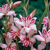 Gladiolus nanus 'Impressiv'