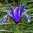 Iris hollandica 'Blue Pearl'