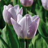 Tulipa 'Candy Prince'
