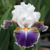 Iris 'Dazzling'