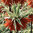 Fritillaria imperialis 'Argenteovariegata'