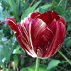 Tulipa 'Julia Farnese'