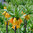 Fritillaria imperialis 'Sulpherino'