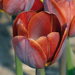Tulipa 'James Wild'