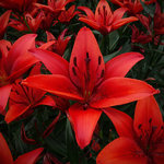 Lilium 'Red County'