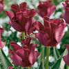Tulipa 'Red Dress'