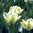 Tulipa 'Spring Green'