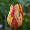 Tulipa 'Saskia'