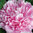 Paeonia 'Pink Parfait'