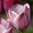 Tulipa 'La Joyeuse'