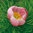 Paeonia tenuifolia 'Rosea'