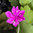 Hepatica nobilis 'Rosita flore pleno'