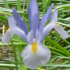 Iris hollandica 'Silver Beauty'