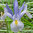 Iris hollandica 'Silver Beauty'