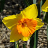 Narcissus 'Sunlover'
